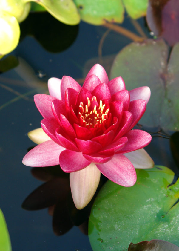 Attraction Waterlily