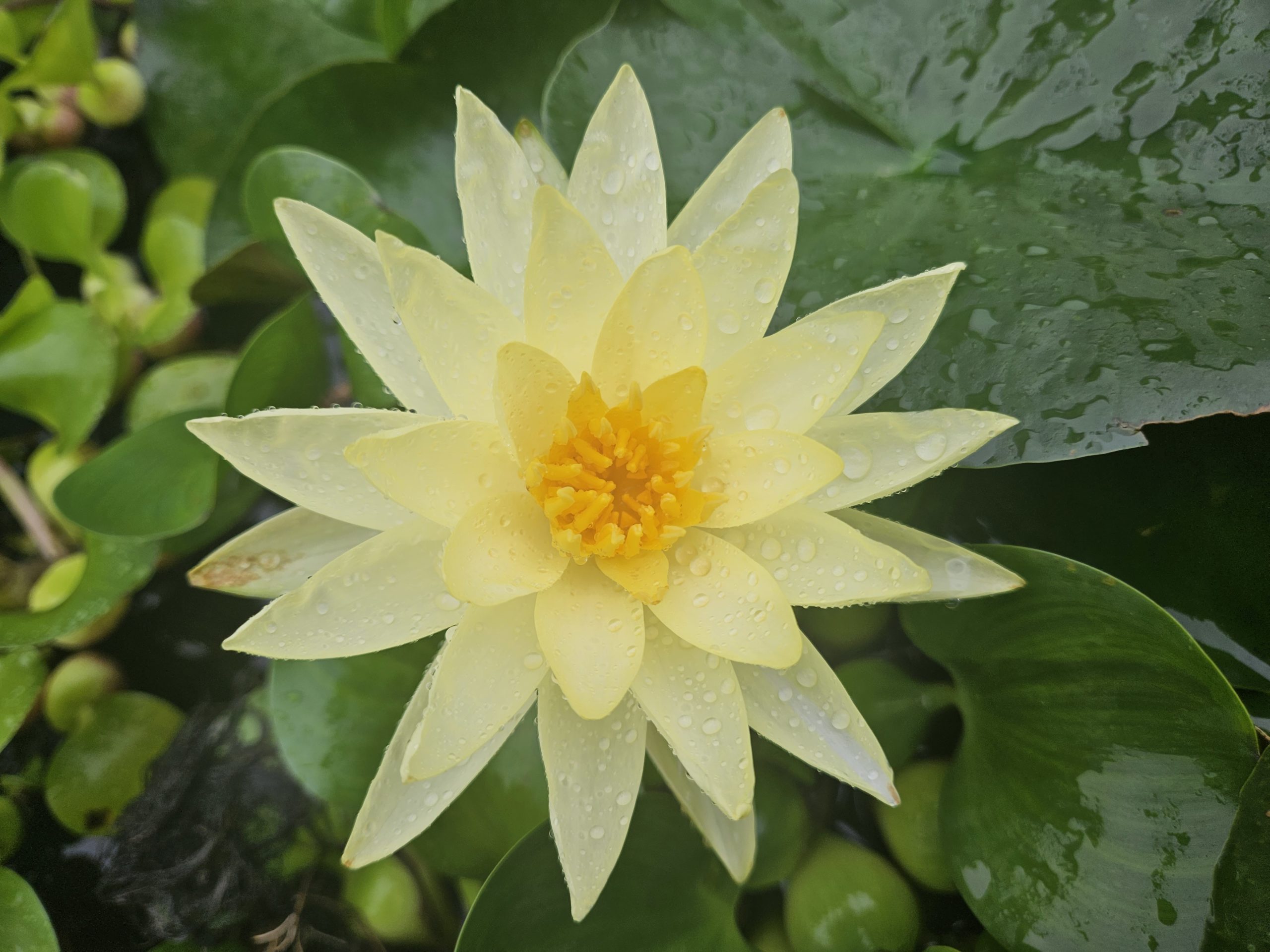 Joey Tomocik Waterlily