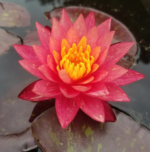 Wanvisa Waterlily