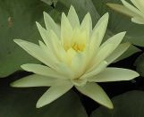 Texas Dawn Waterlily