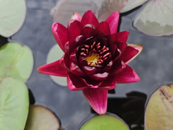 Black Princess Waterlily