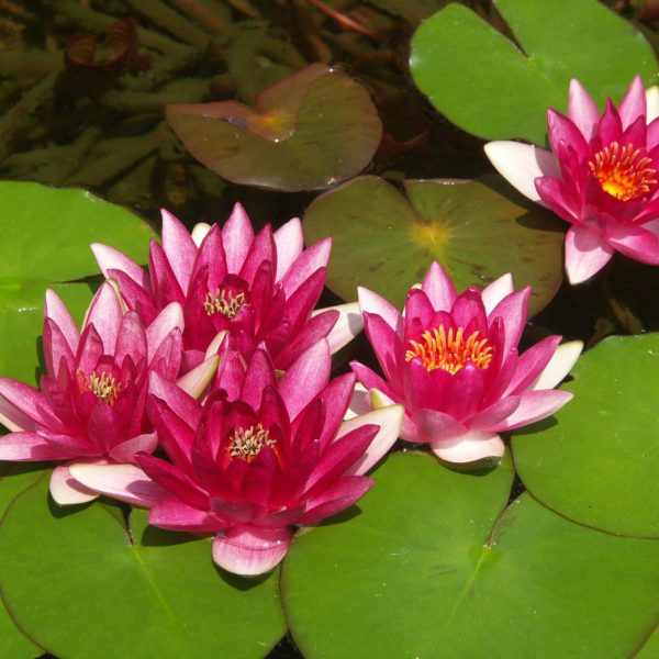Laydekeri Fulgens Waterlily