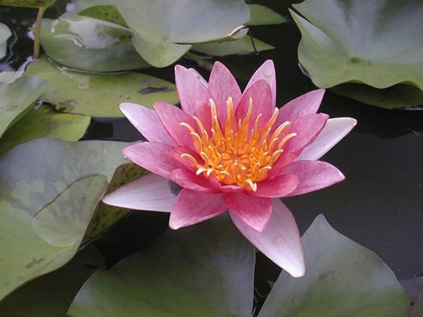 Indiana Waterlily