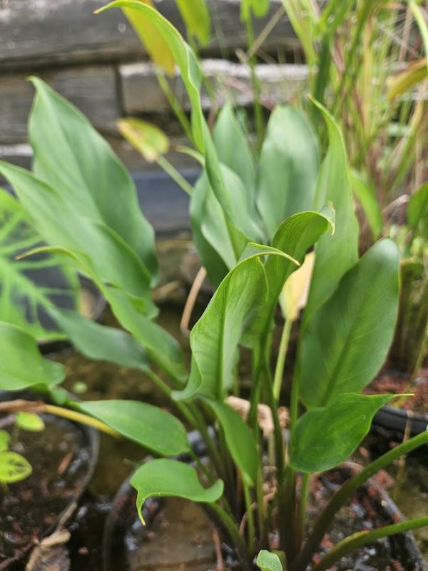 Arrow Arum