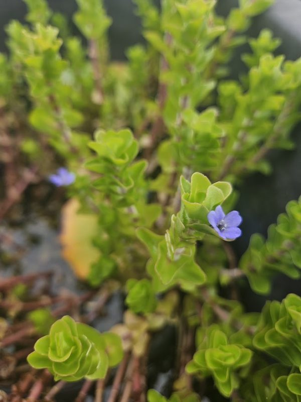 Bacopa