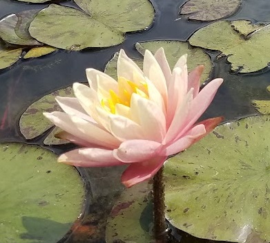 Barbara Dobbins Waterlily