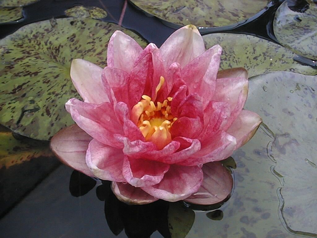 Berit Strawn Waterlily