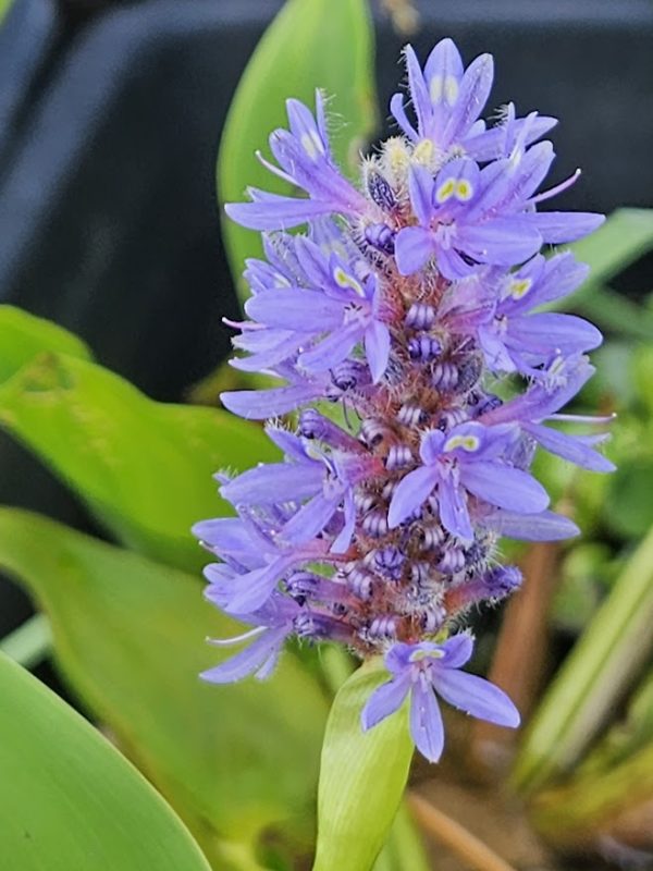 Pickerel Rush, Blue