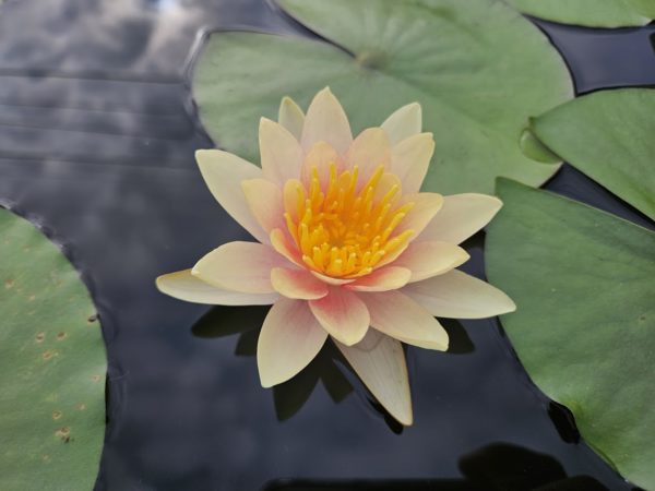 Comanche Waterlily