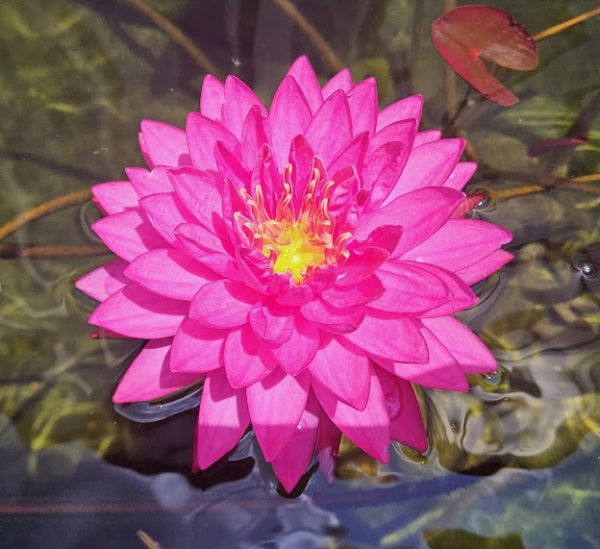 Fuchsia Pom Pom Waterlily