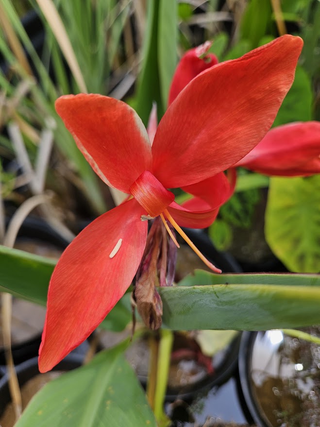 Canna- Endeavor