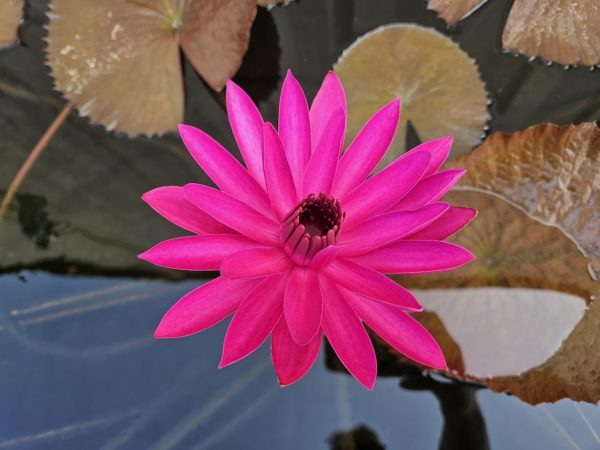 Red Flare Night-Blooming Waterlily