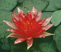 Red Spider Waterlily