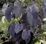 Taro, Black Magic