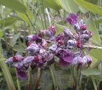 Hardy Canna