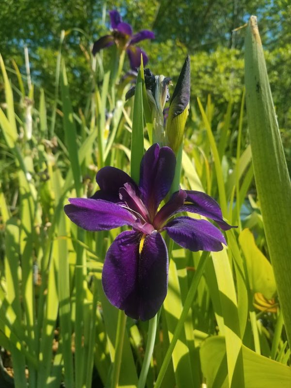 Iris, Black Gamecock