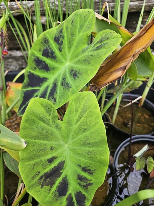 Taro, Imperial