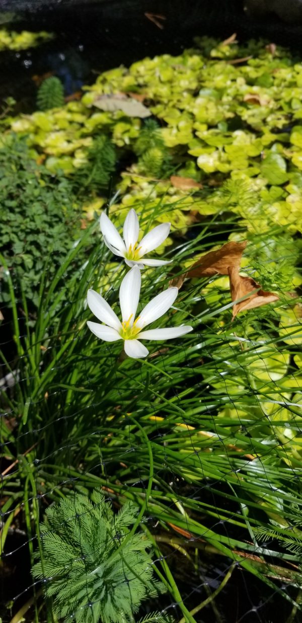 White Rain Lily