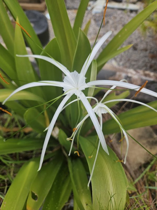 Spider Lily