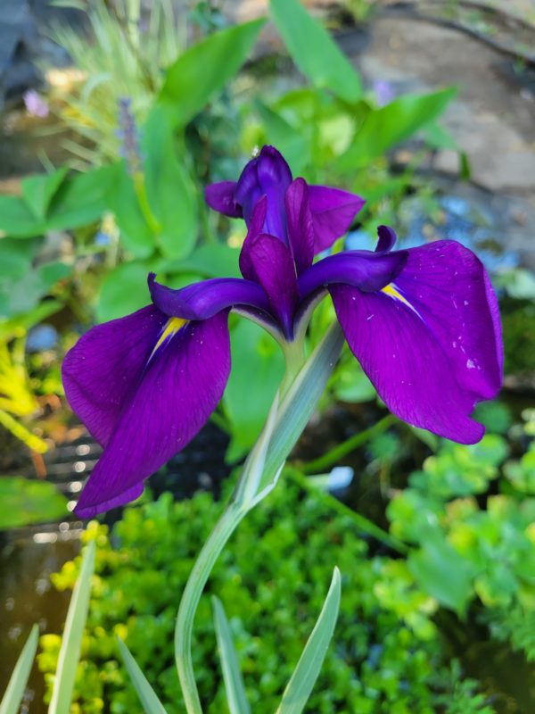 Iris, Variegated