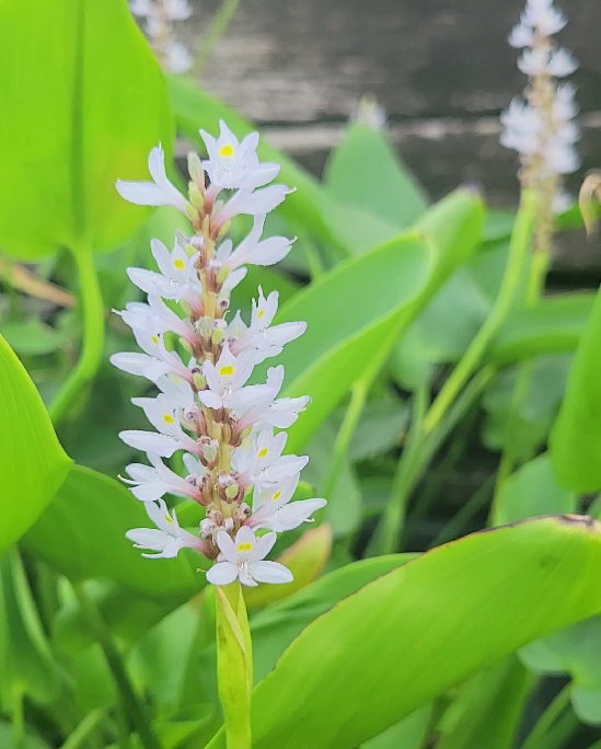 Pickerel Rush, White